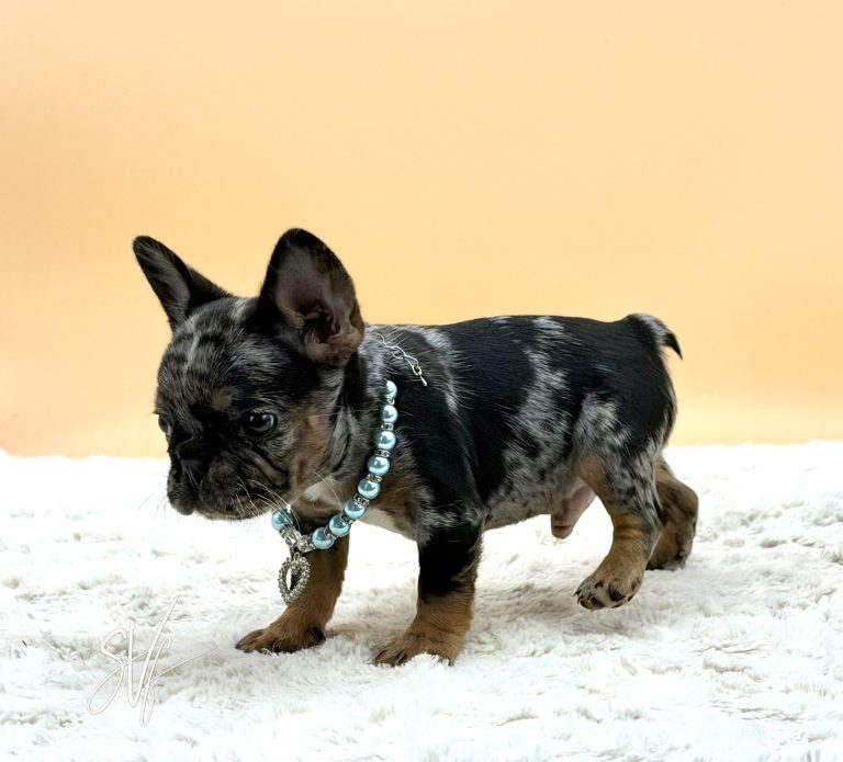 Joker the French Bulldog - Image 4