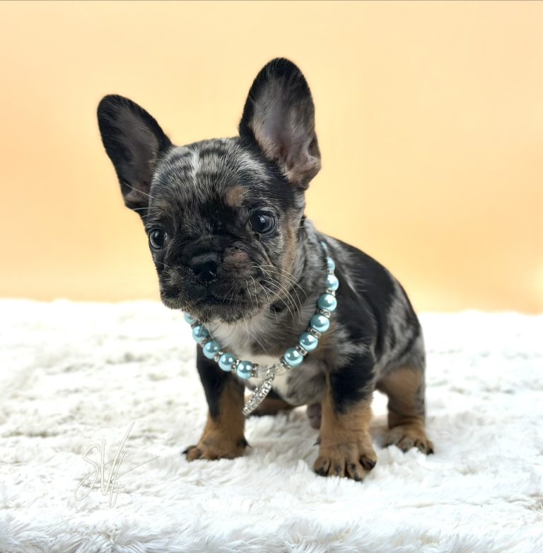 Joker the French Bulldog - Image 5