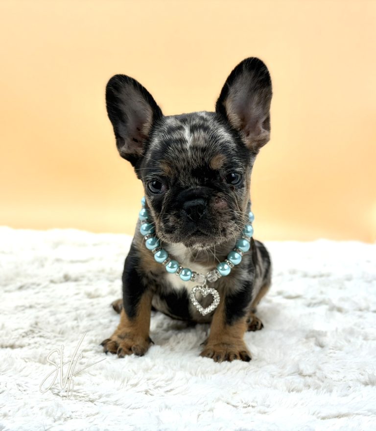 Joker the French Bulldog - Image 6