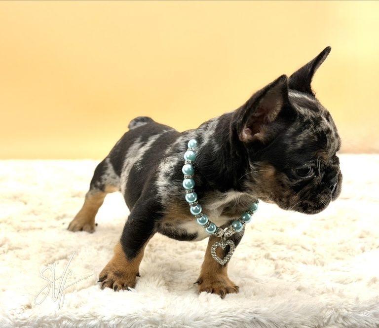 Joker the French Bulldog - Image 7