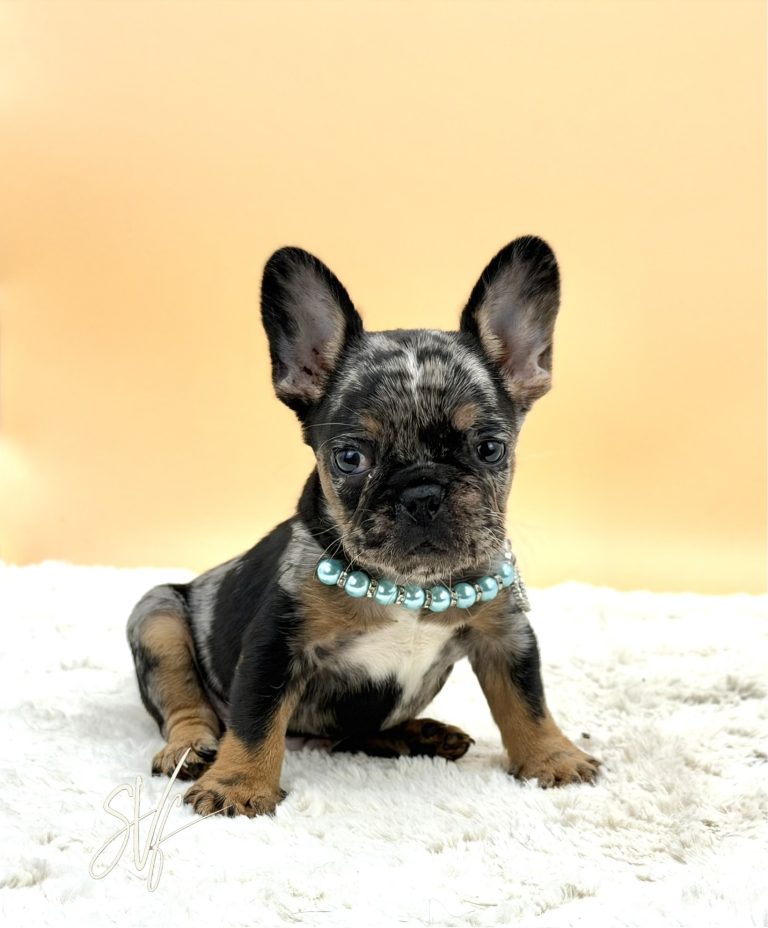 Joker the French Bulldog - Image 8