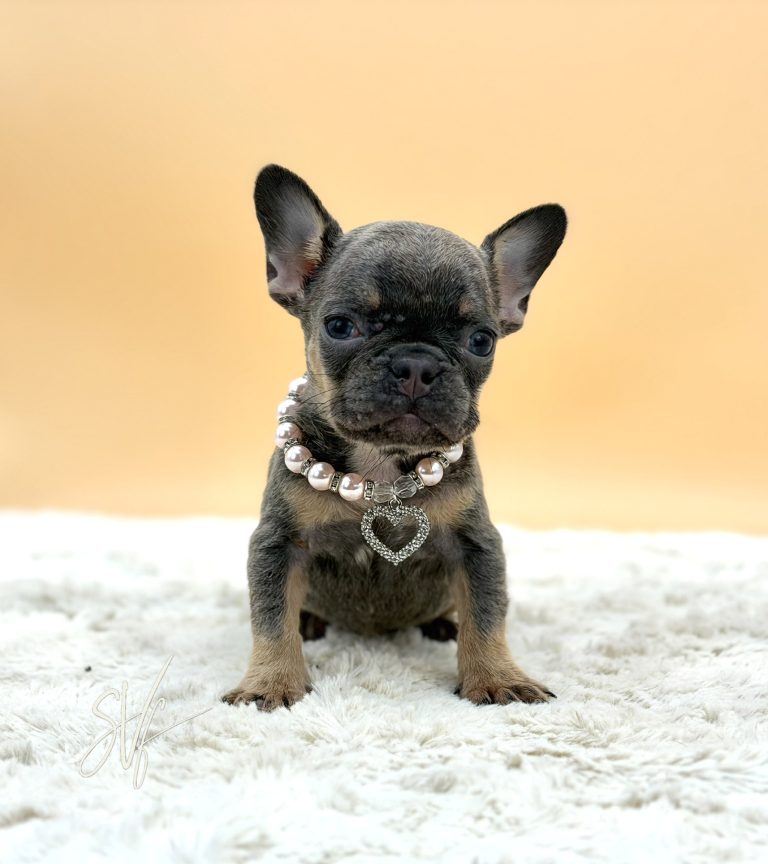 Jewel the French Bulldog - Image 6