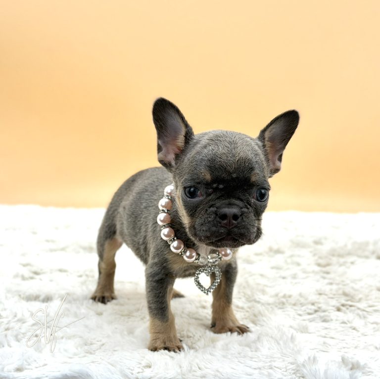 Jewel the French Bulldog - Image 5