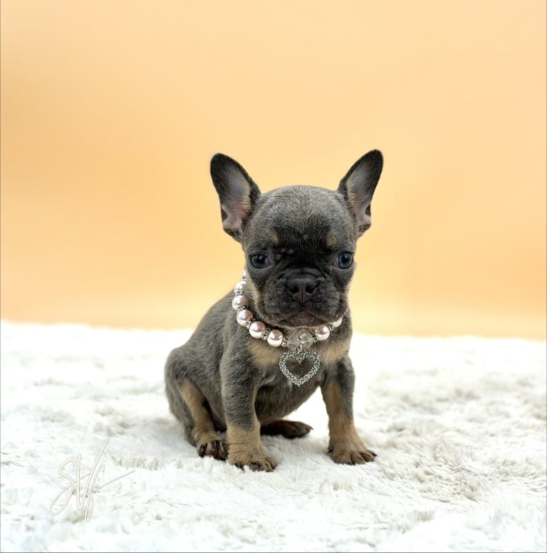 Jewel the French Bulldog - Image 4