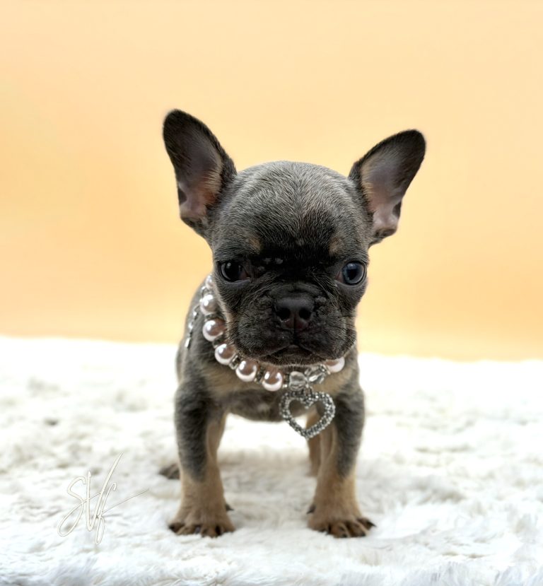 Jewel the French Bulldog - Image 3