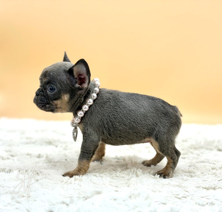 Jewel the French Bulldog - Image 2