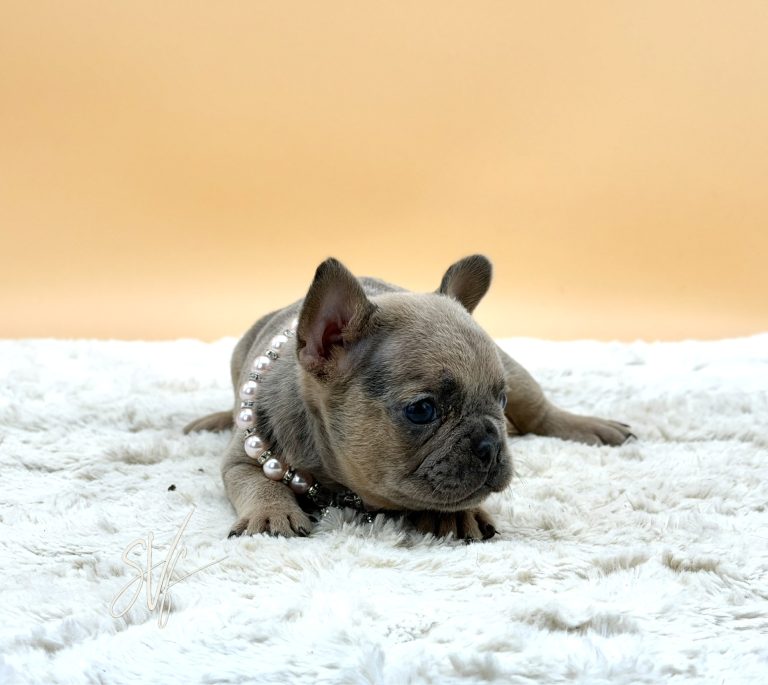 Kayla the French Bulldog - Image 2