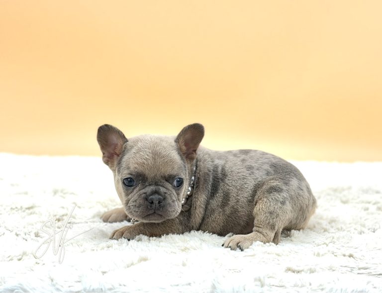 Kayla the French Bulldog - Image 3