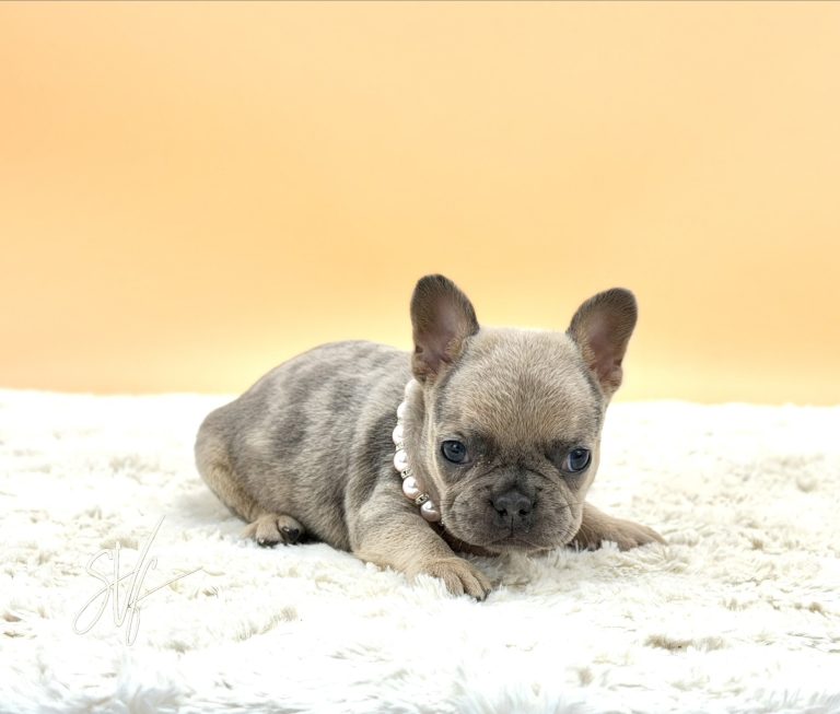 Kayla the French Bulldog - Image 4