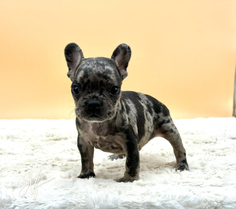 Kayson The French Bulldog - Image 5
