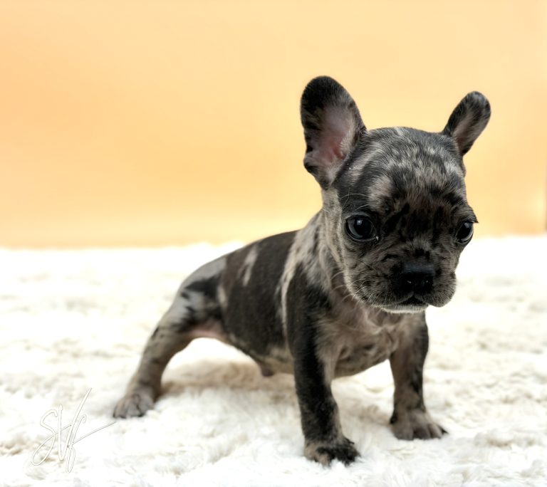 Kayson The French Bulldog - Image 4