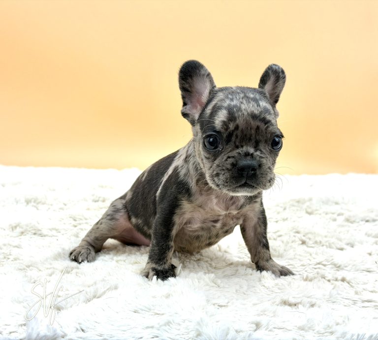 Kayson The French Bulldog - Image 3