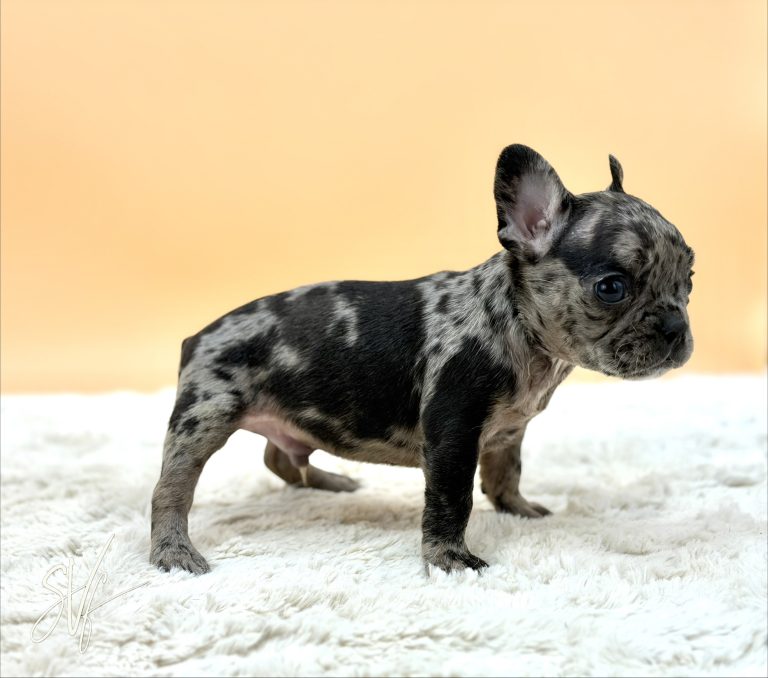 Kayson The French Bulldog - Image 2